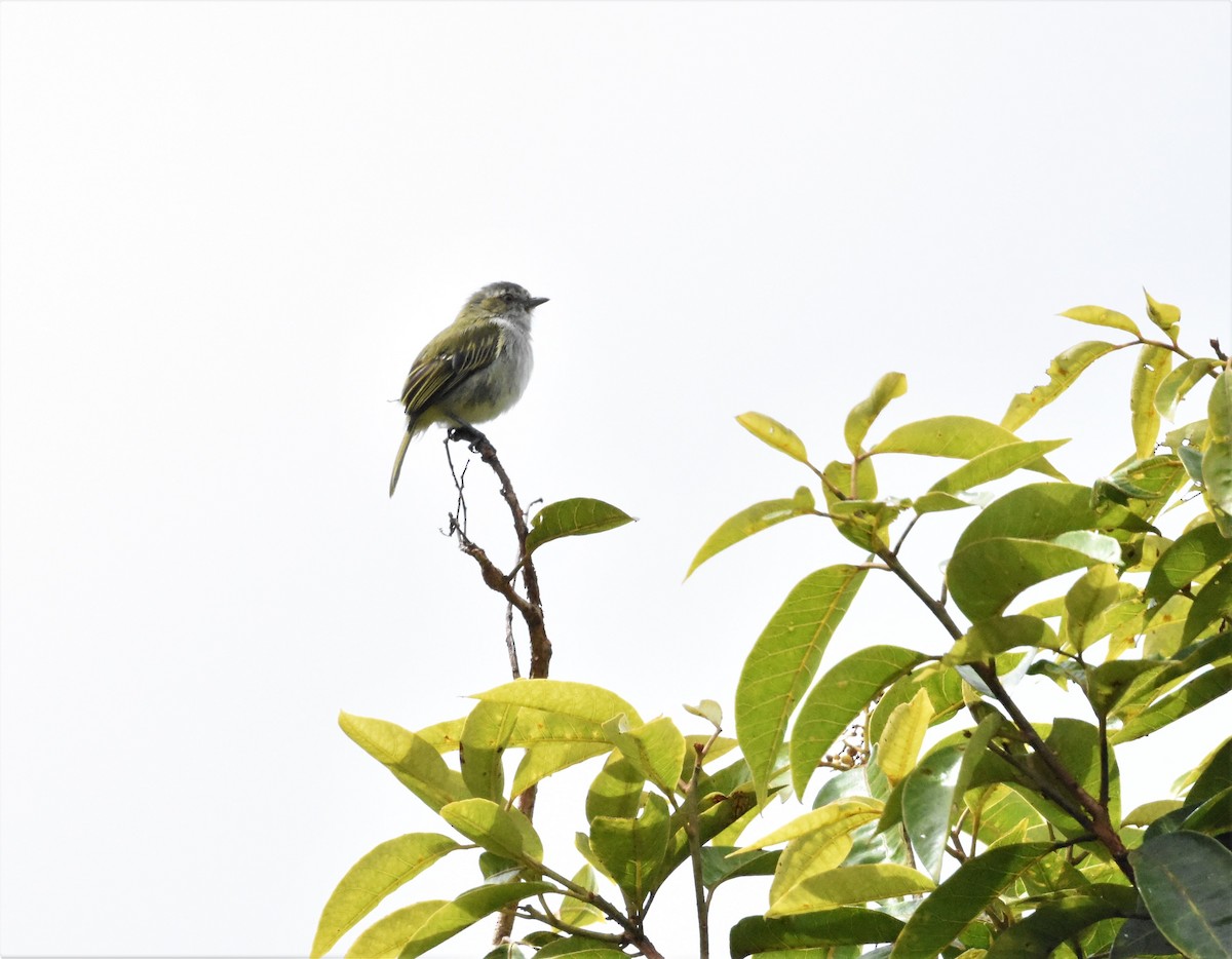 Tennessee Warbler - ML620623742