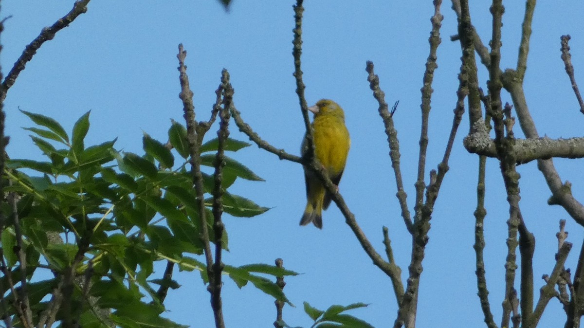 European Greenfinch - ML620623743