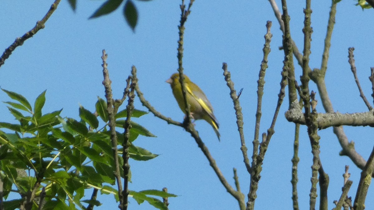 European Greenfinch - ML620623744