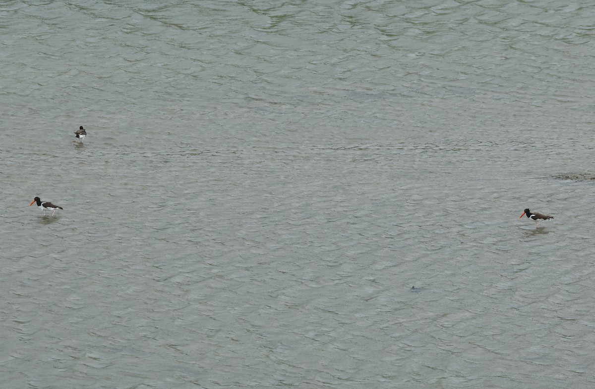 American Oystercatcher - ML620623746