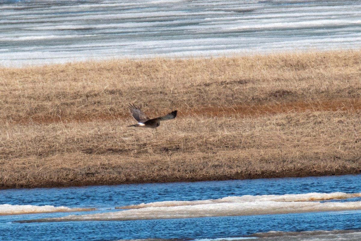 Northern Harrier - ML620623748