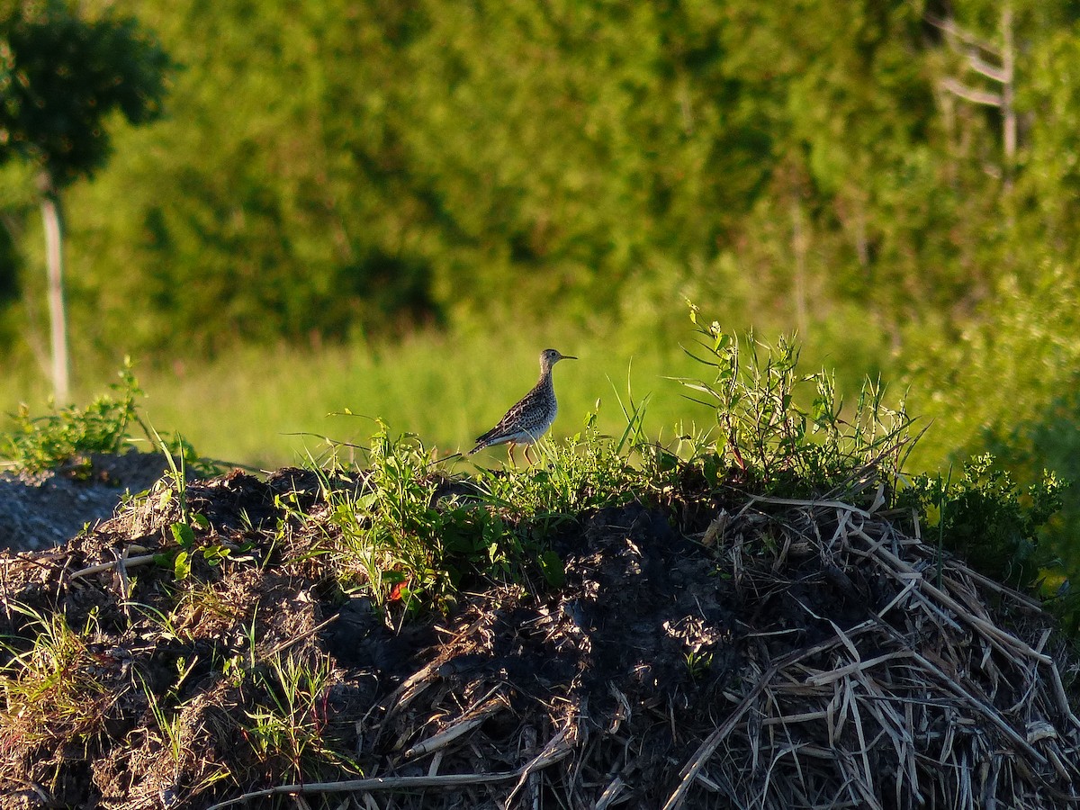 Upland Sandpiper - Felix Eckley