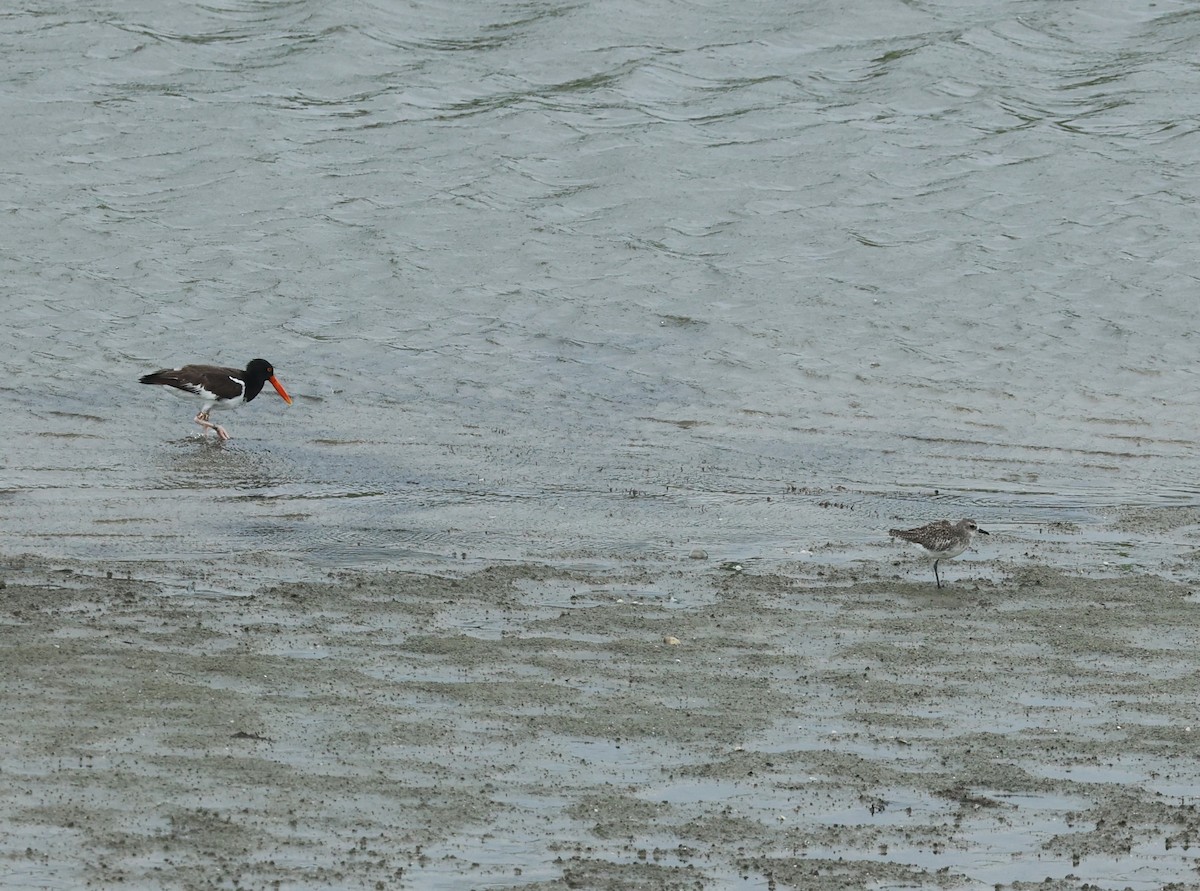 Black-bellied Plover - ML620623750