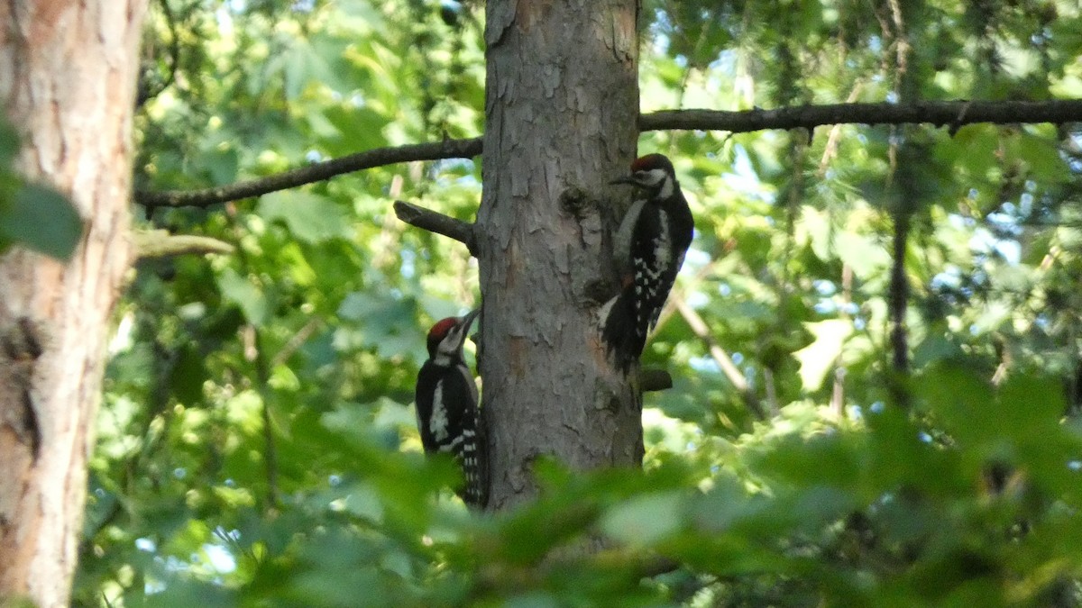 Great Spotted Woodpecker - ML620623751