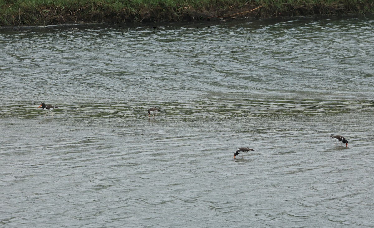 American Oystercatcher - ML620623752