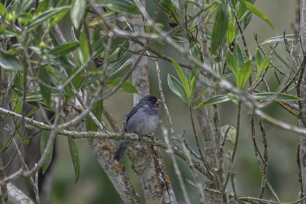 Gray Seedeater - ML620623753