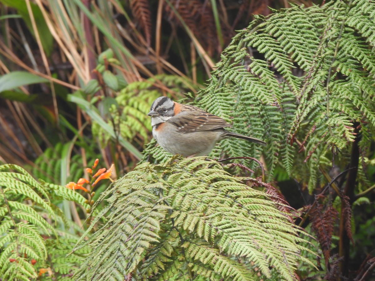 Rufous-collared Sparrow - ML620623754