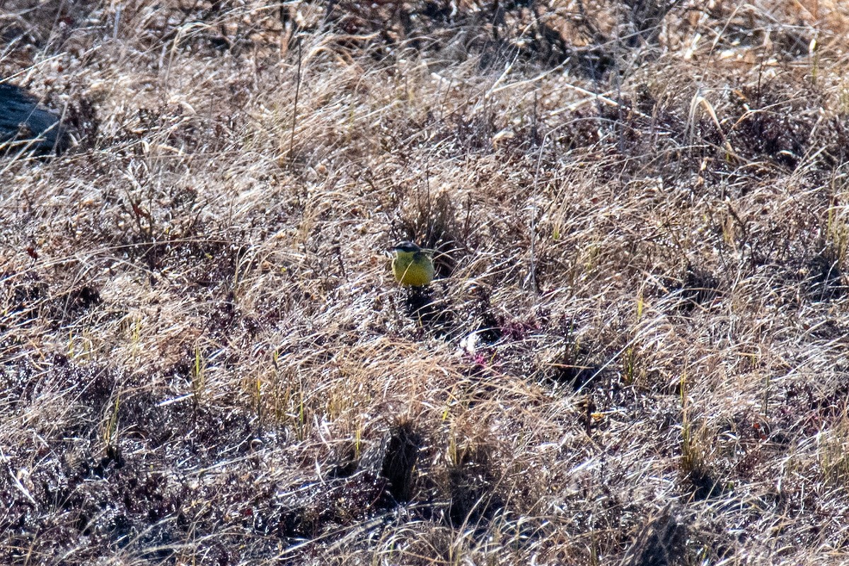 Eastern Yellow Wagtail - ML620623759