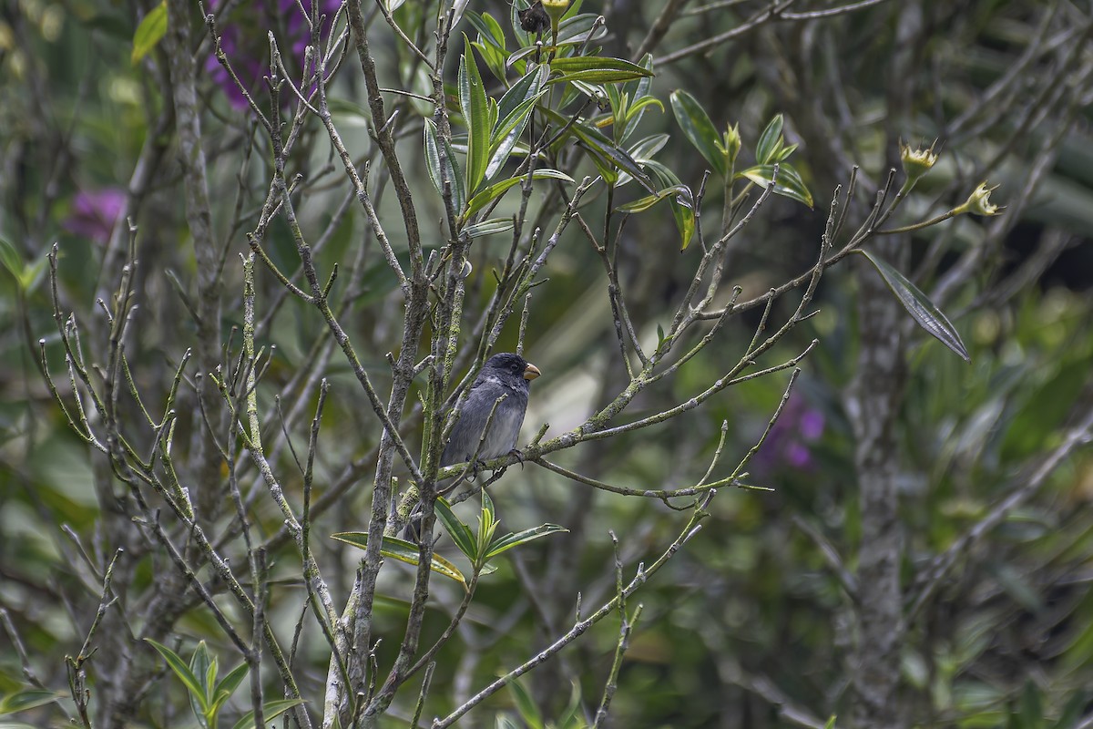 Gray Seedeater - ML620623760