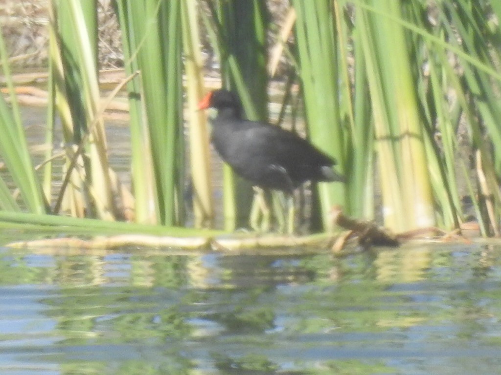 Common Gallinule - Brian Johnson