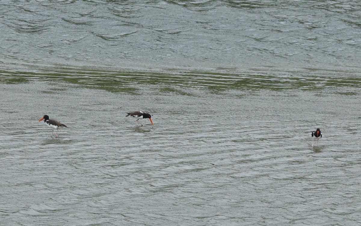 American Oystercatcher - ML620623763