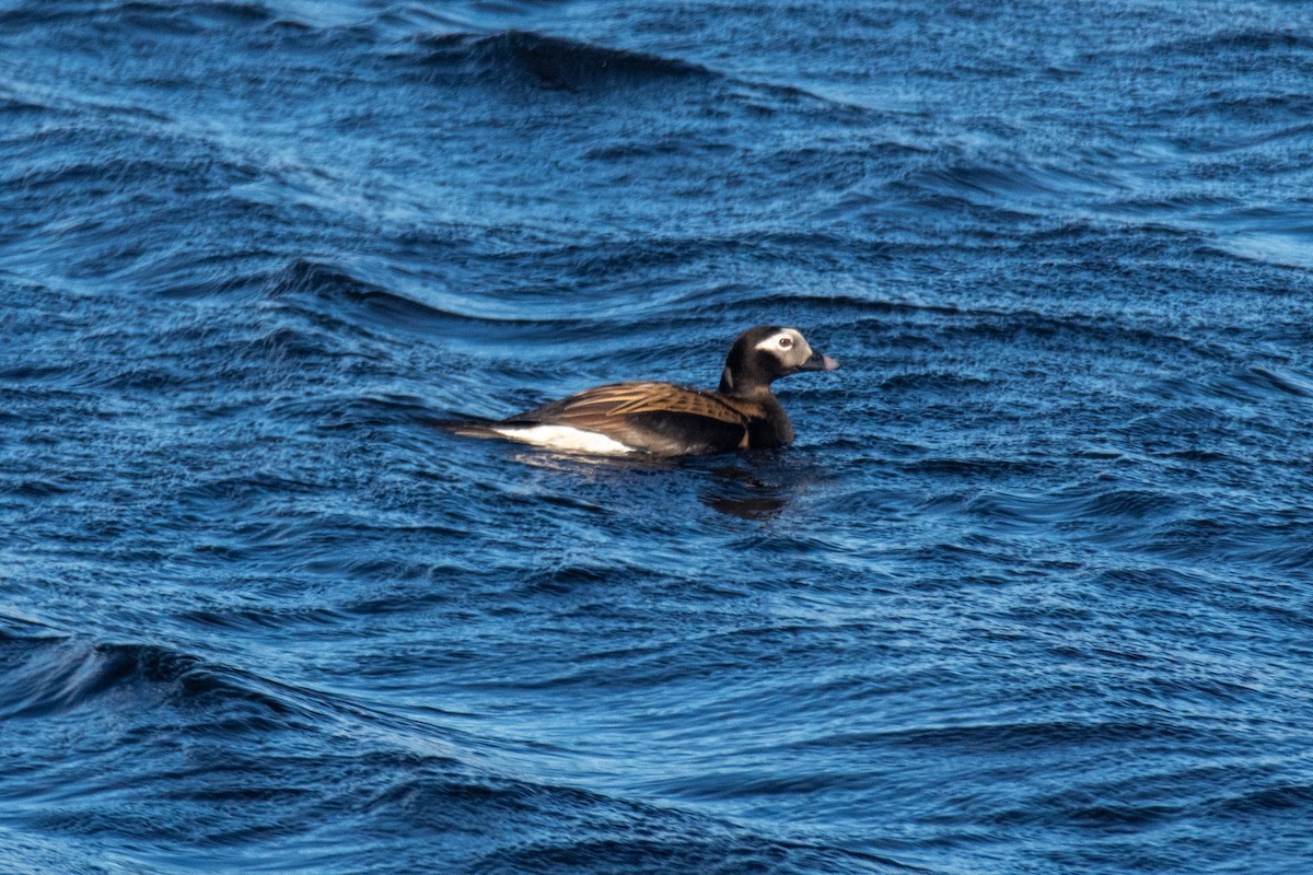 Long-tailed Duck - ML620623765