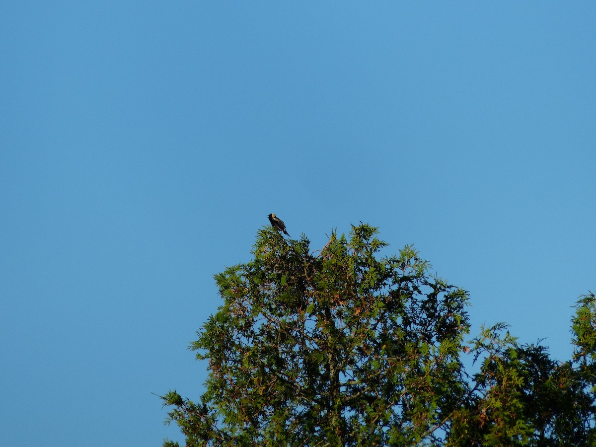 bobolink americký - ML620623766