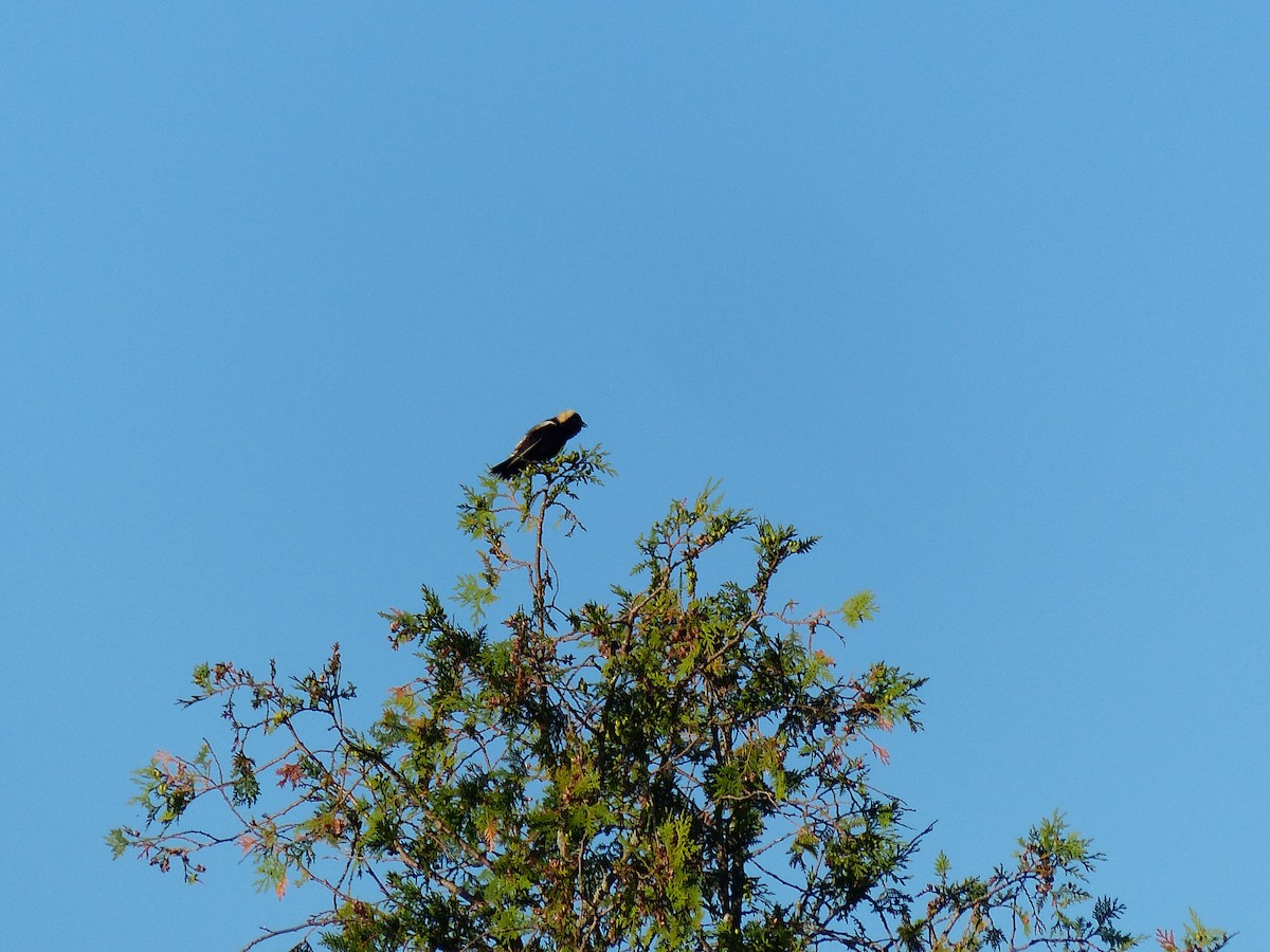 bobolink americký - ML620623767