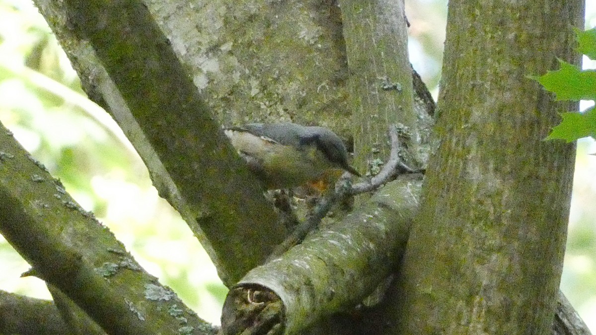 Eurasian Nuthatch - ML620623769