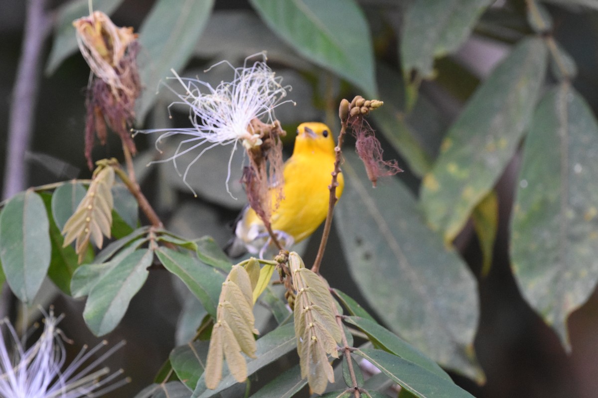 Yellow Warbler - ML620623770