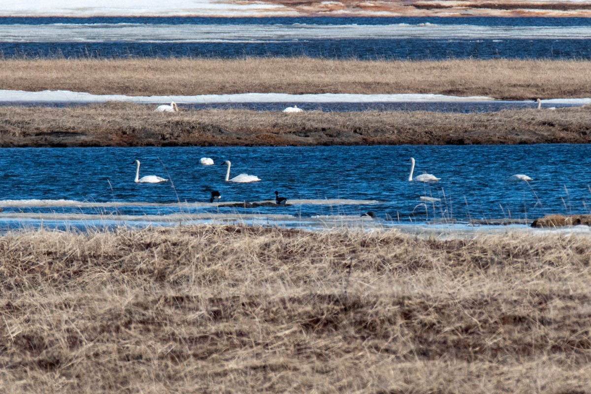 Cygne siffleur - ML620623771