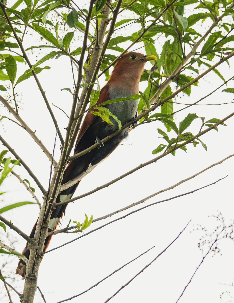 Common Squirrel-Cuckoo - ML620623775