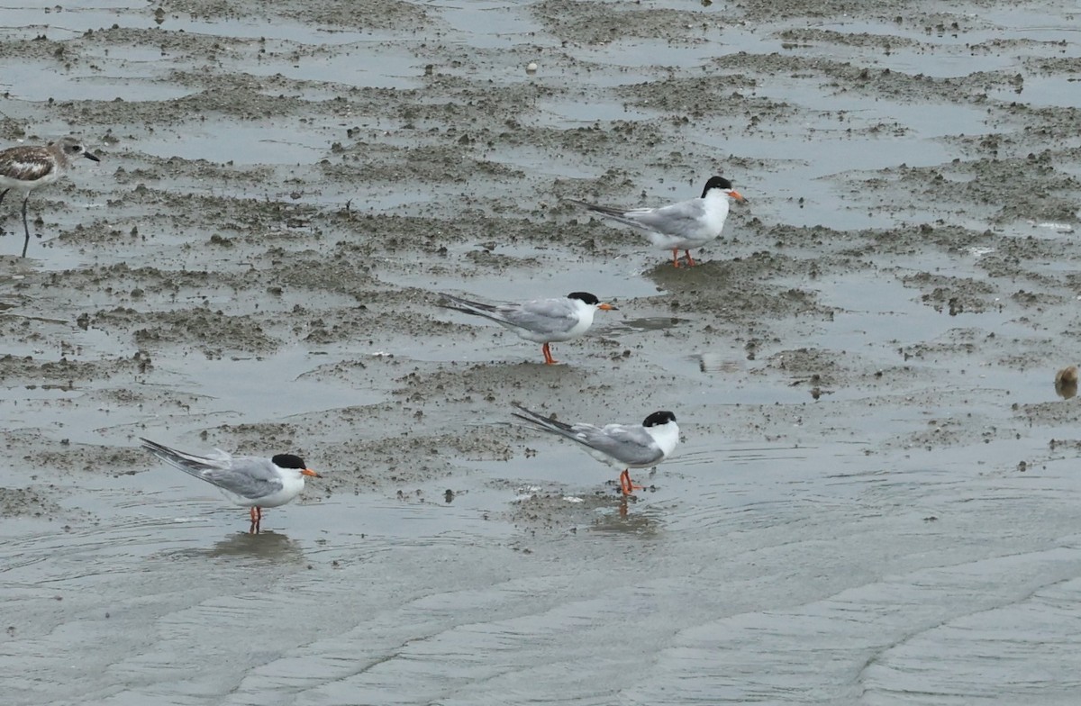 Forster's Tern - ML620623777