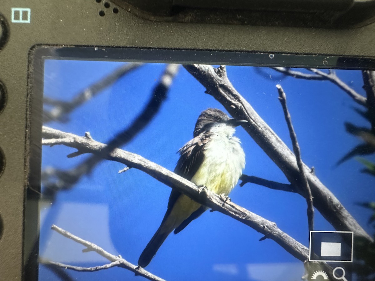 Thick-billed Kingbird - ML620623778