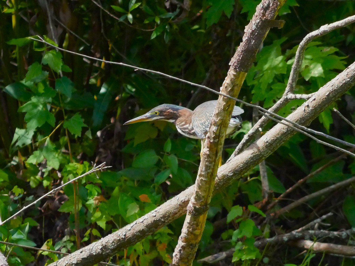 Green Heron - ML620623785