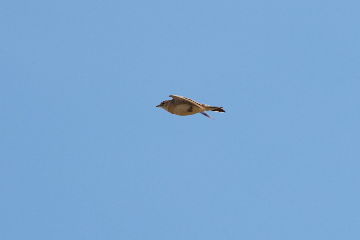 Mongolian Short-toed Lark - ML620623787