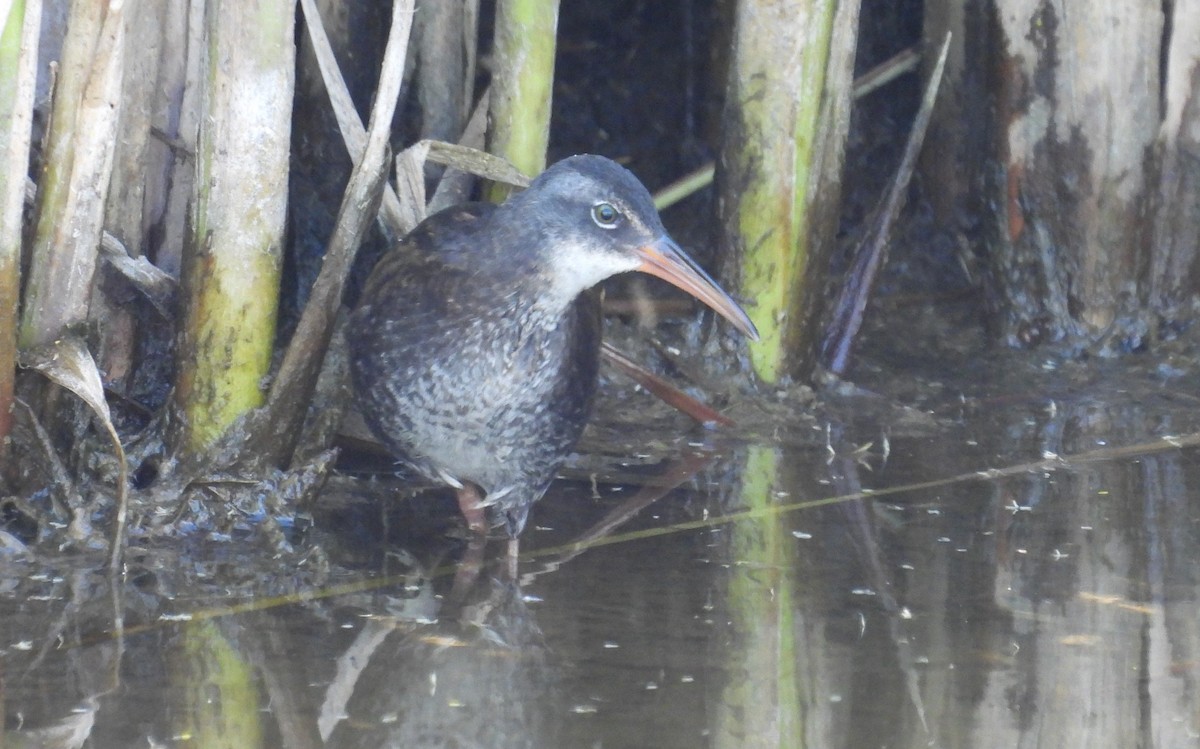 Virginia Rail - ML620623788