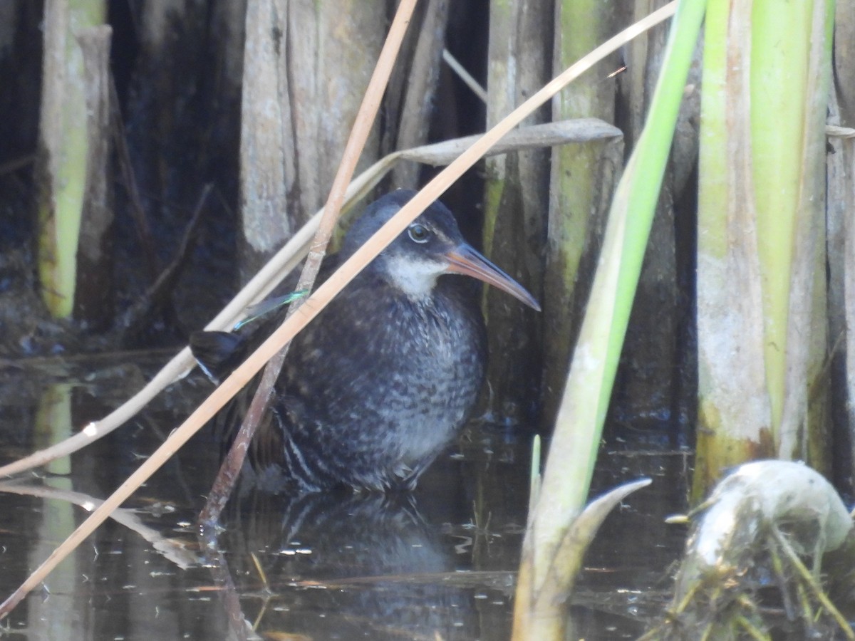 Virginia Rail - ML620623789