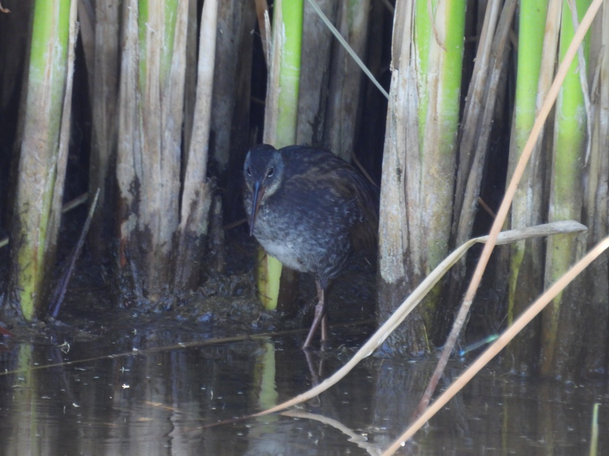 Virginia Rail - Tonie Hansen