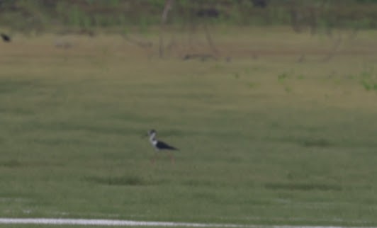 Black-necked Stilt (Black-necked) - ML620623792