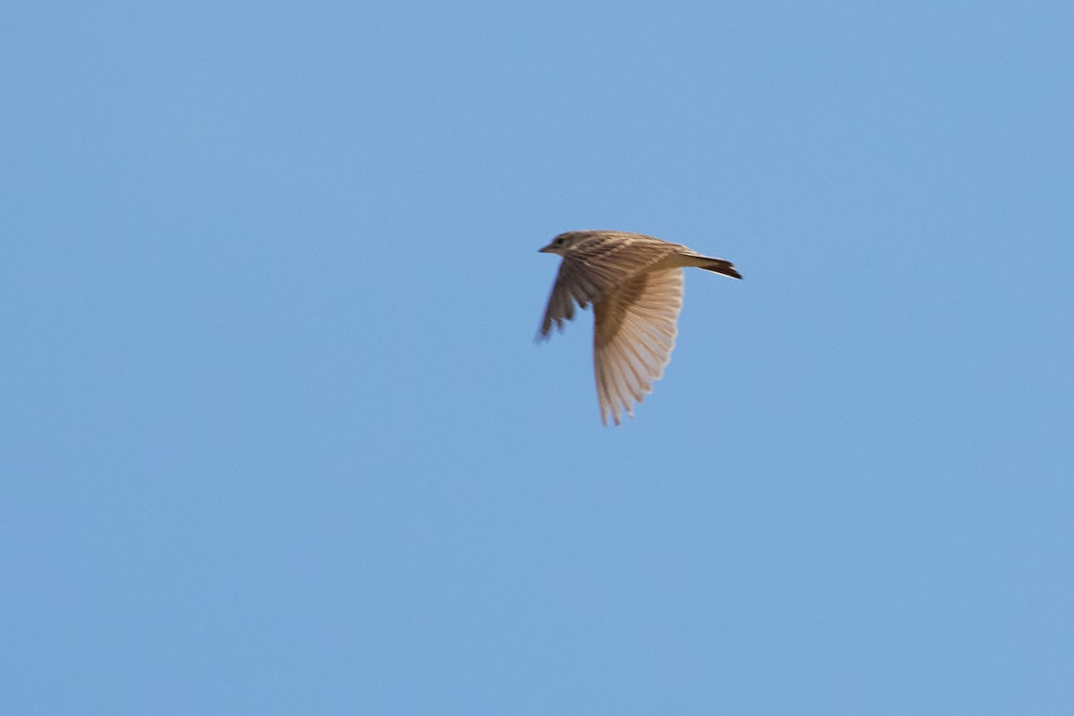 Mongolian Short-toed Lark - ML620623793