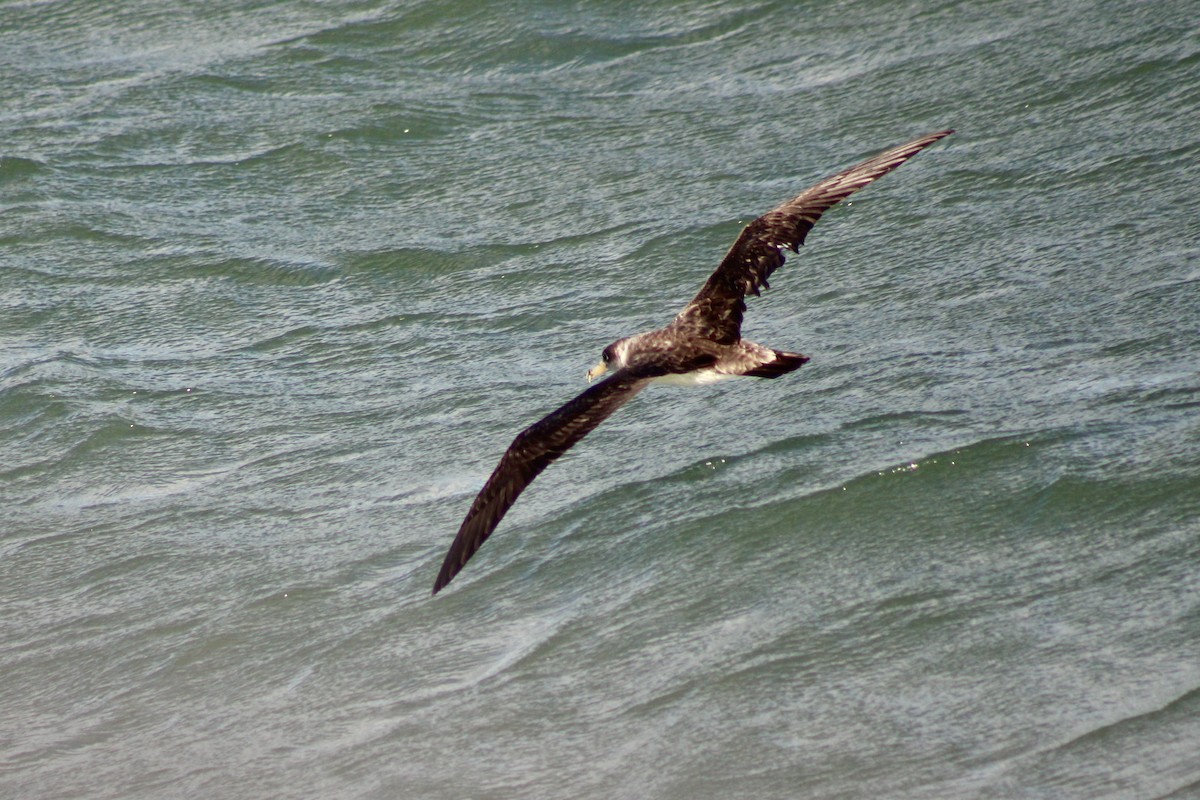 Cory's Shearwater - ML620623798