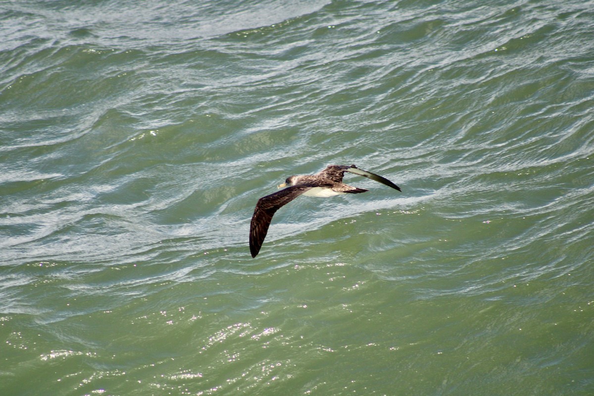 Cory's Shearwater - ML620623799