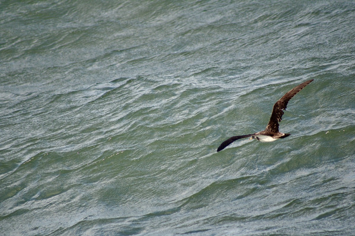 Cory's Shearwater - ML620623800