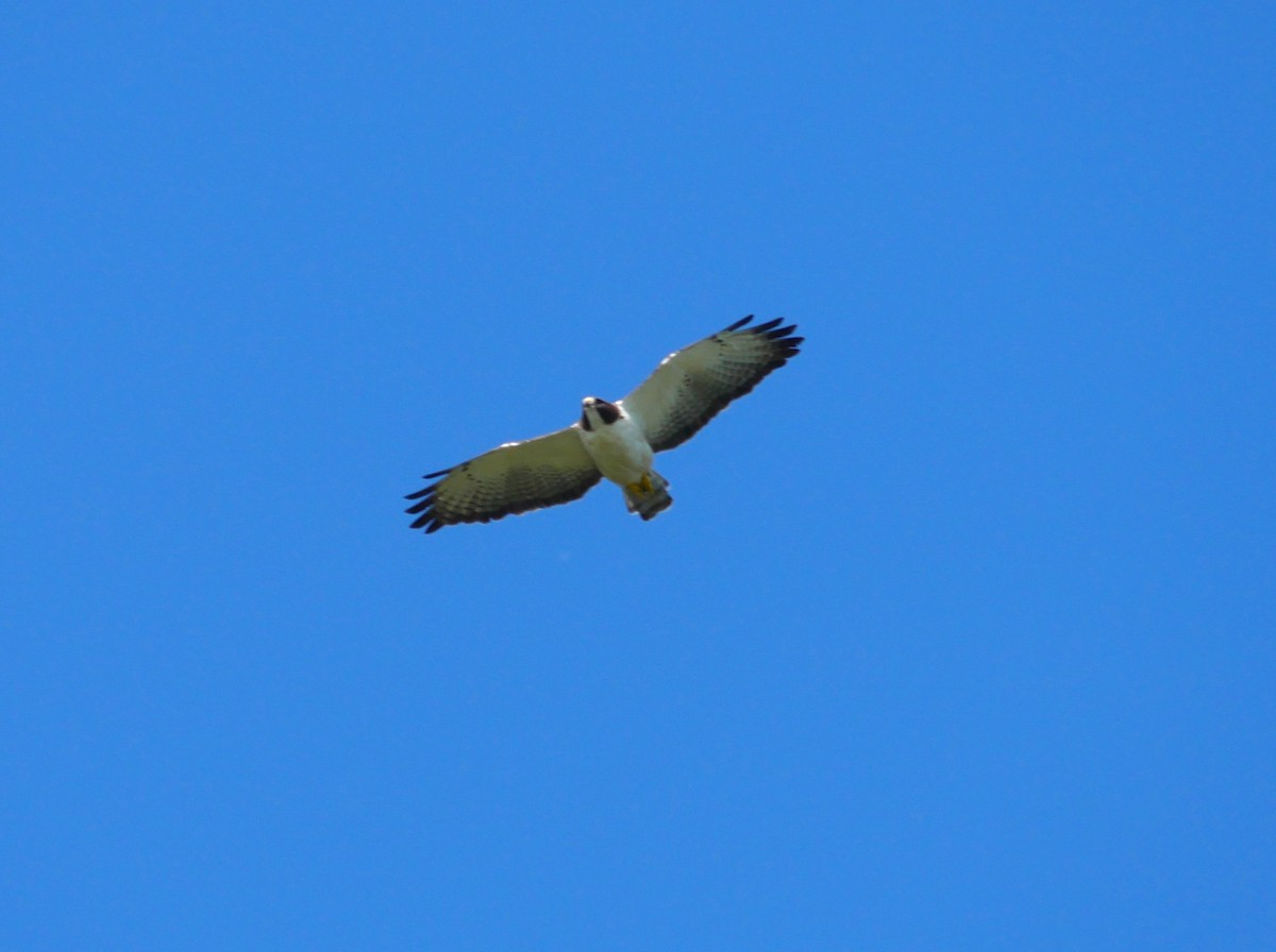 Short-tailed Hawk - ML620623804