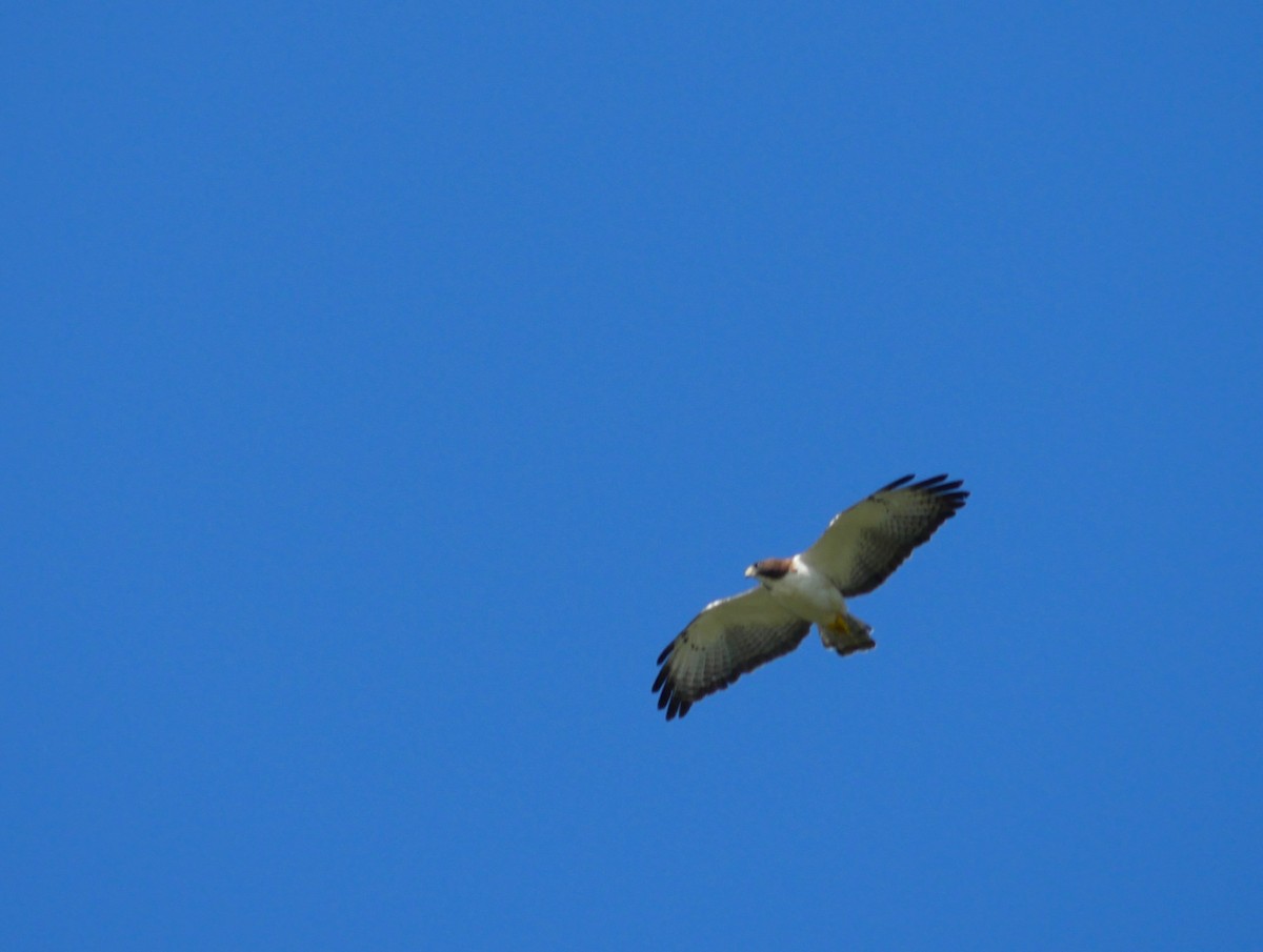 Short-tailed Hawk - ML620623806