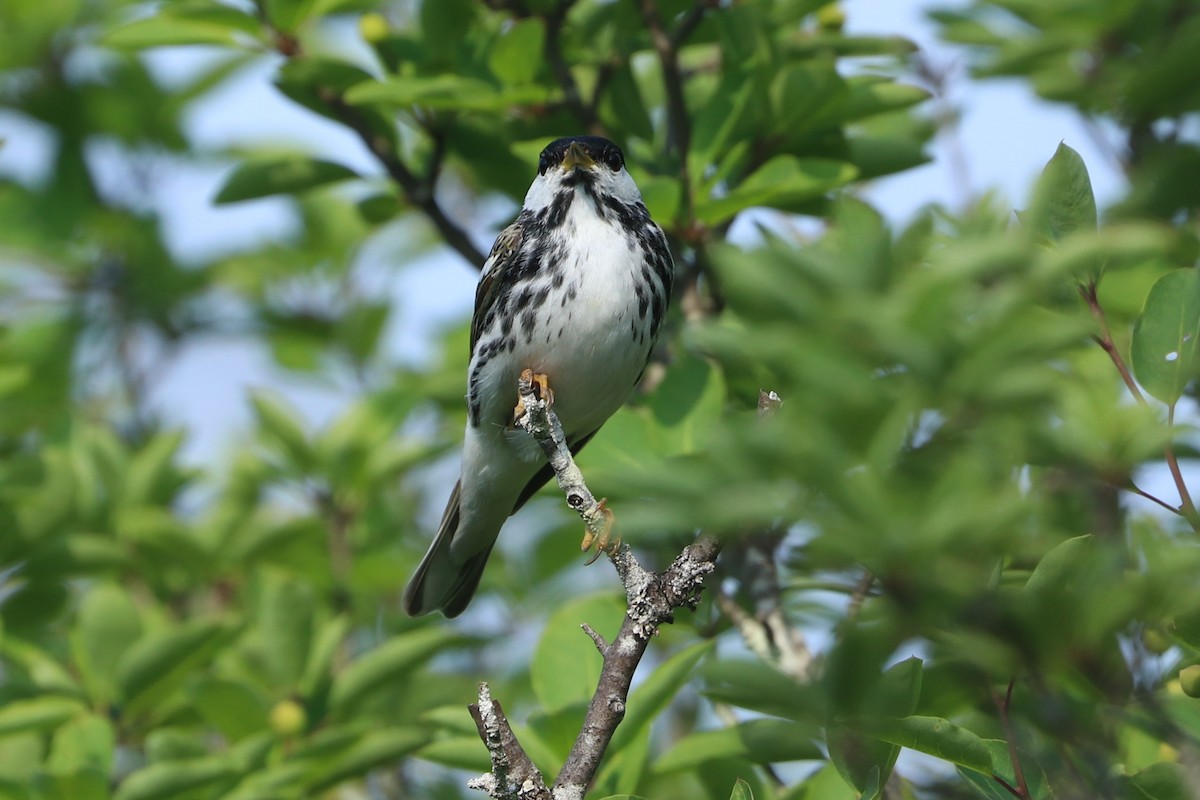 Paruline rayée - ML620623809