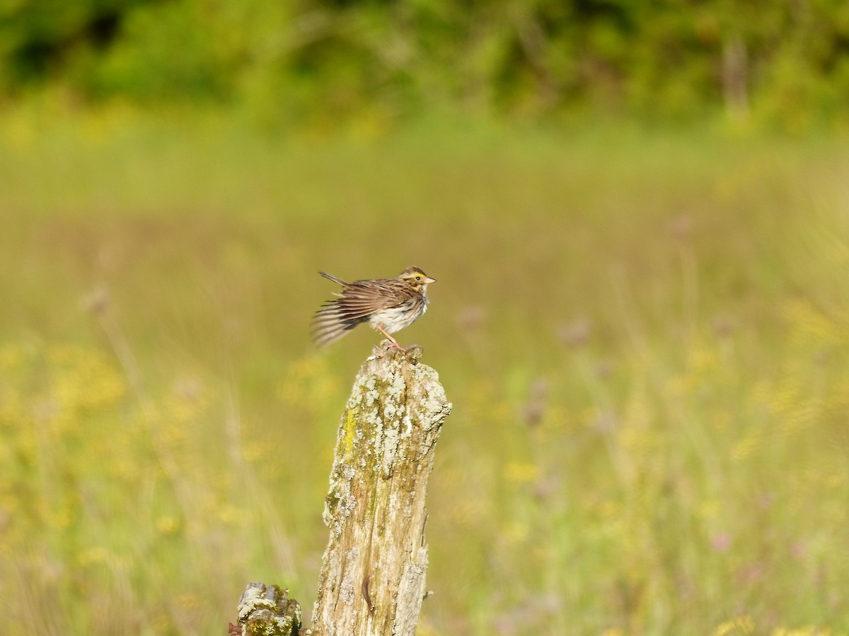 Savannah Sparrow - ML620623810