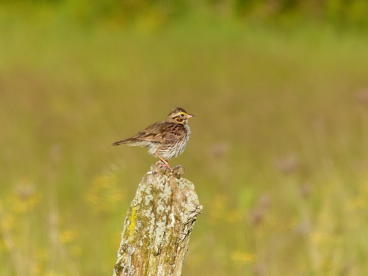 Savannah Sparrow - ML620623811