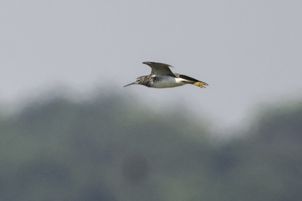 Greater Yellowlegs - ML620623813