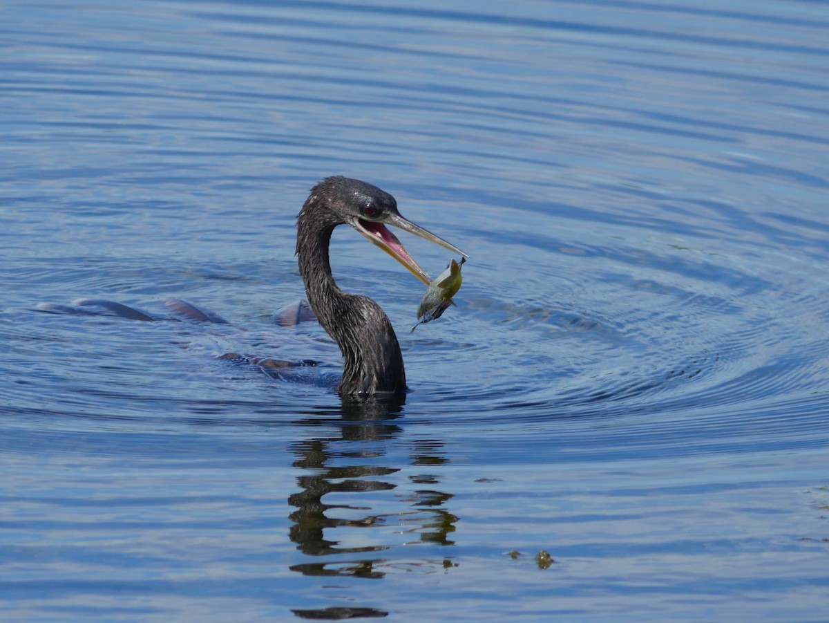 Anhinga d'Amérique - ML620623819