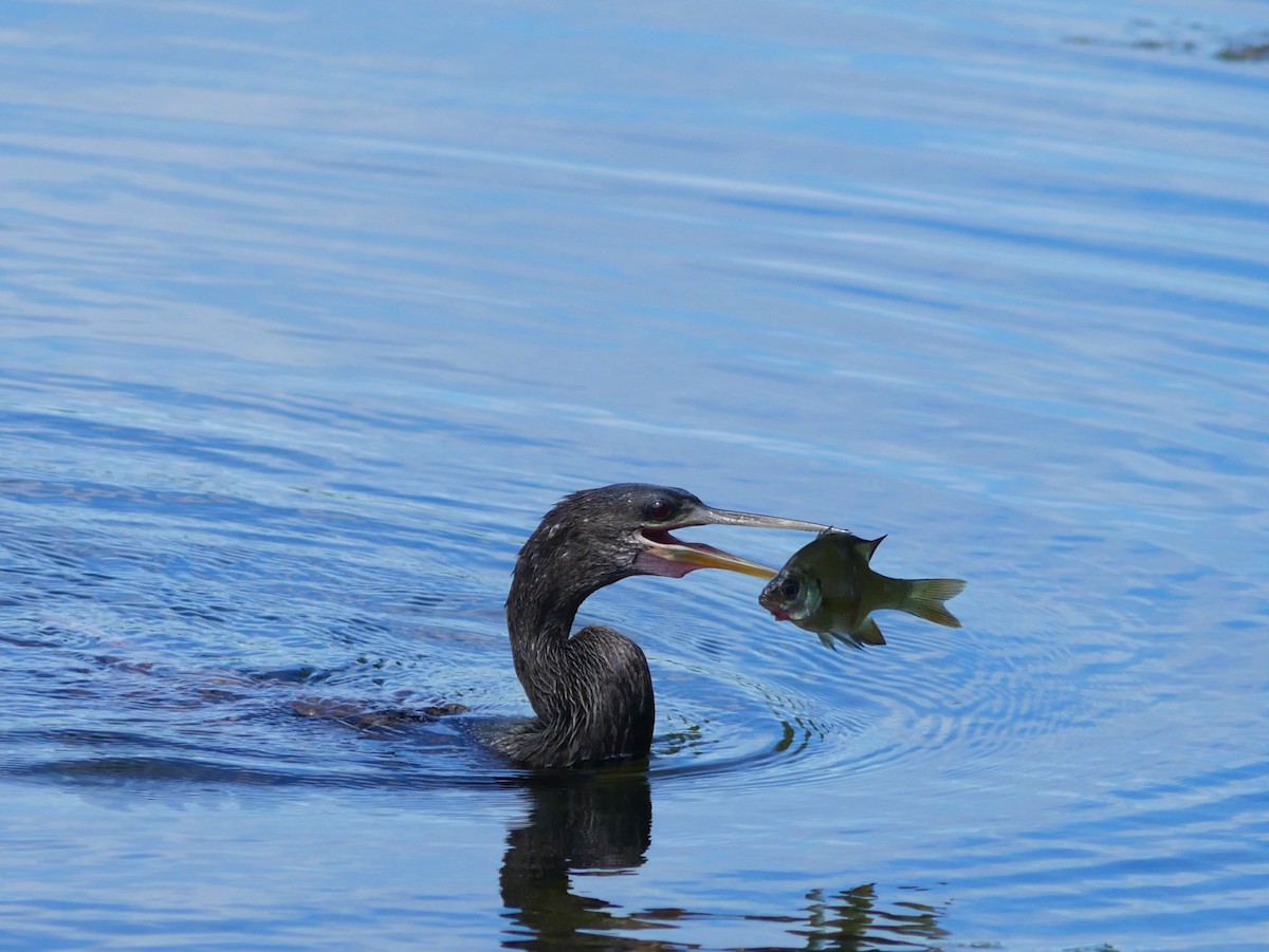 anhinga americká - ML620623820