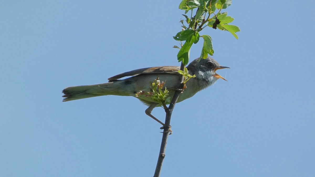 Greater Whitethroat - ML620623821