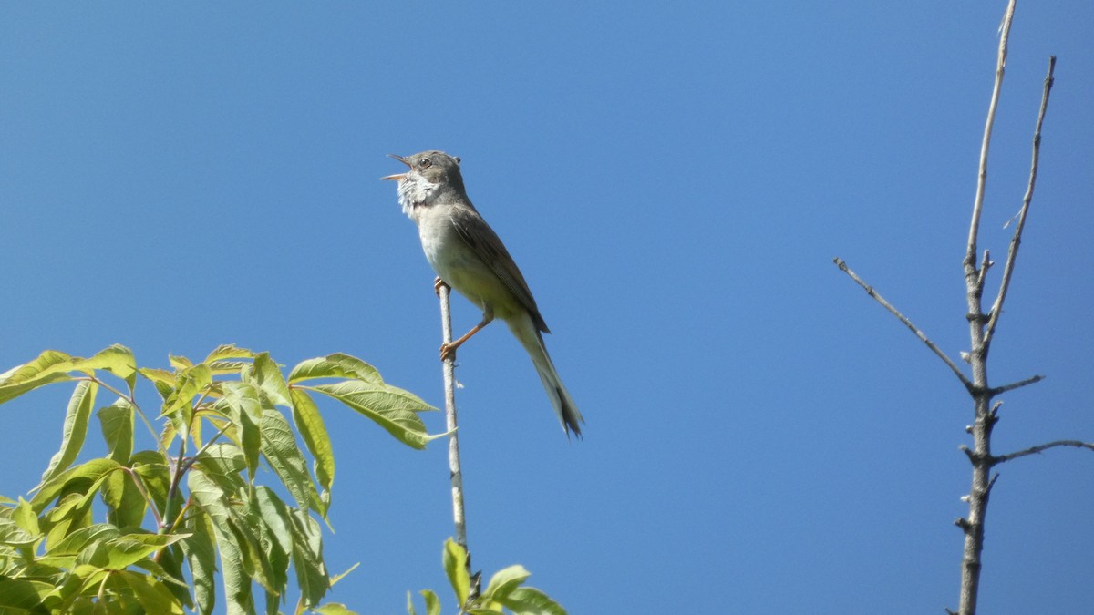 Greater Whitethroat - Malini Kaushik