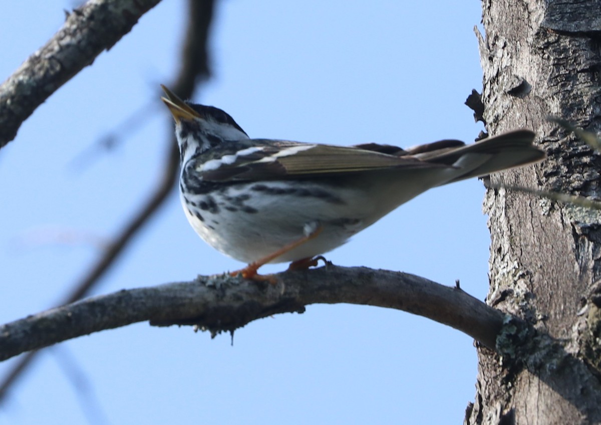 Blackpoll Warbler - ML620623834