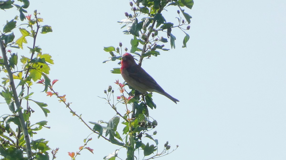 Common Rosefinch - Malini Kaushik