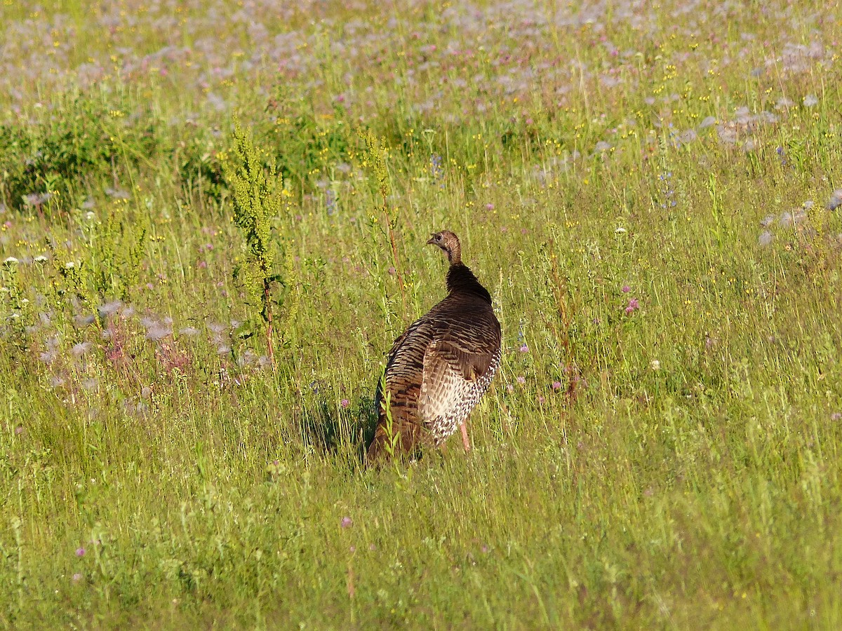 Wild Turkey - ML620623839