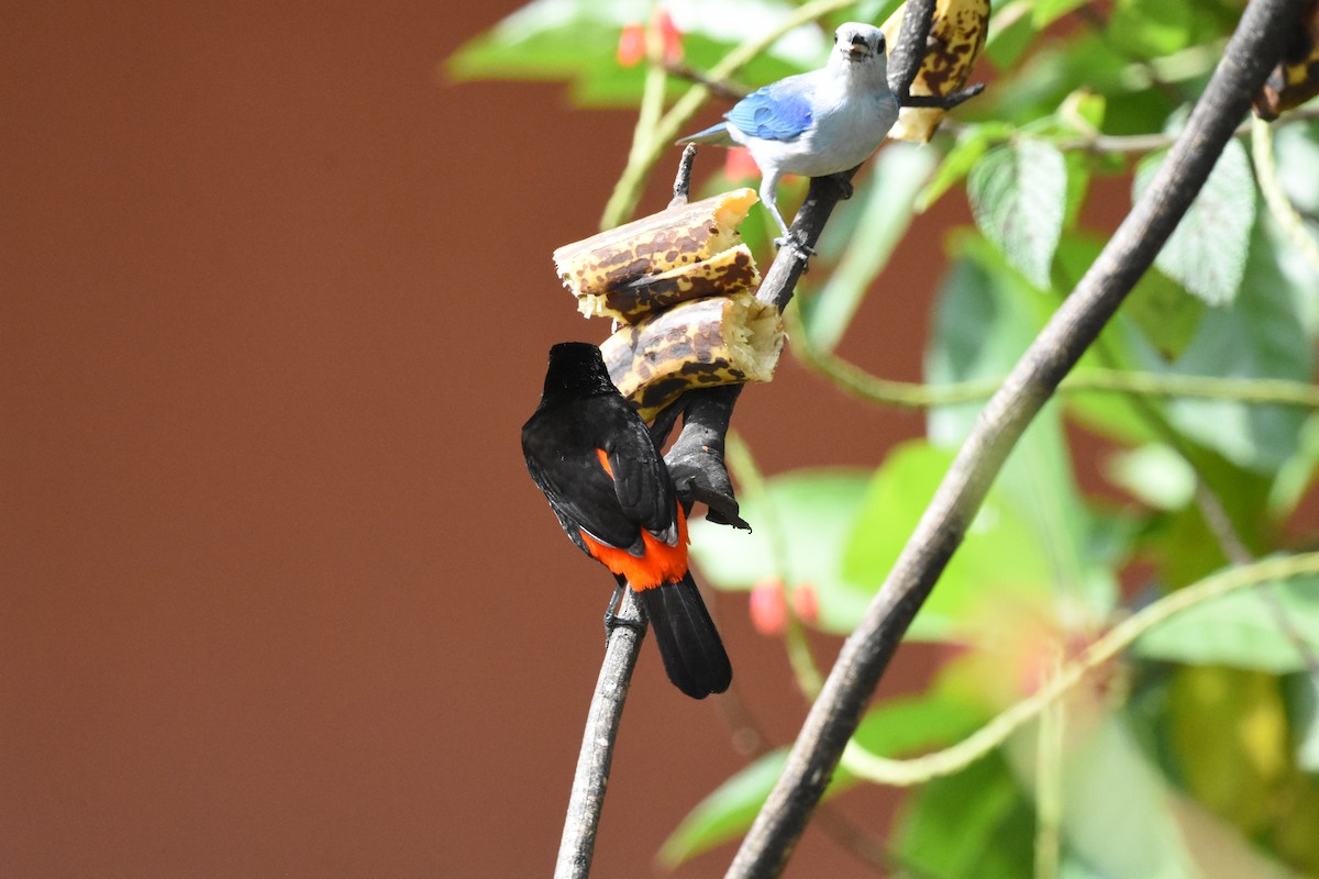 Scarlet-rumped Tanager - ML620623842