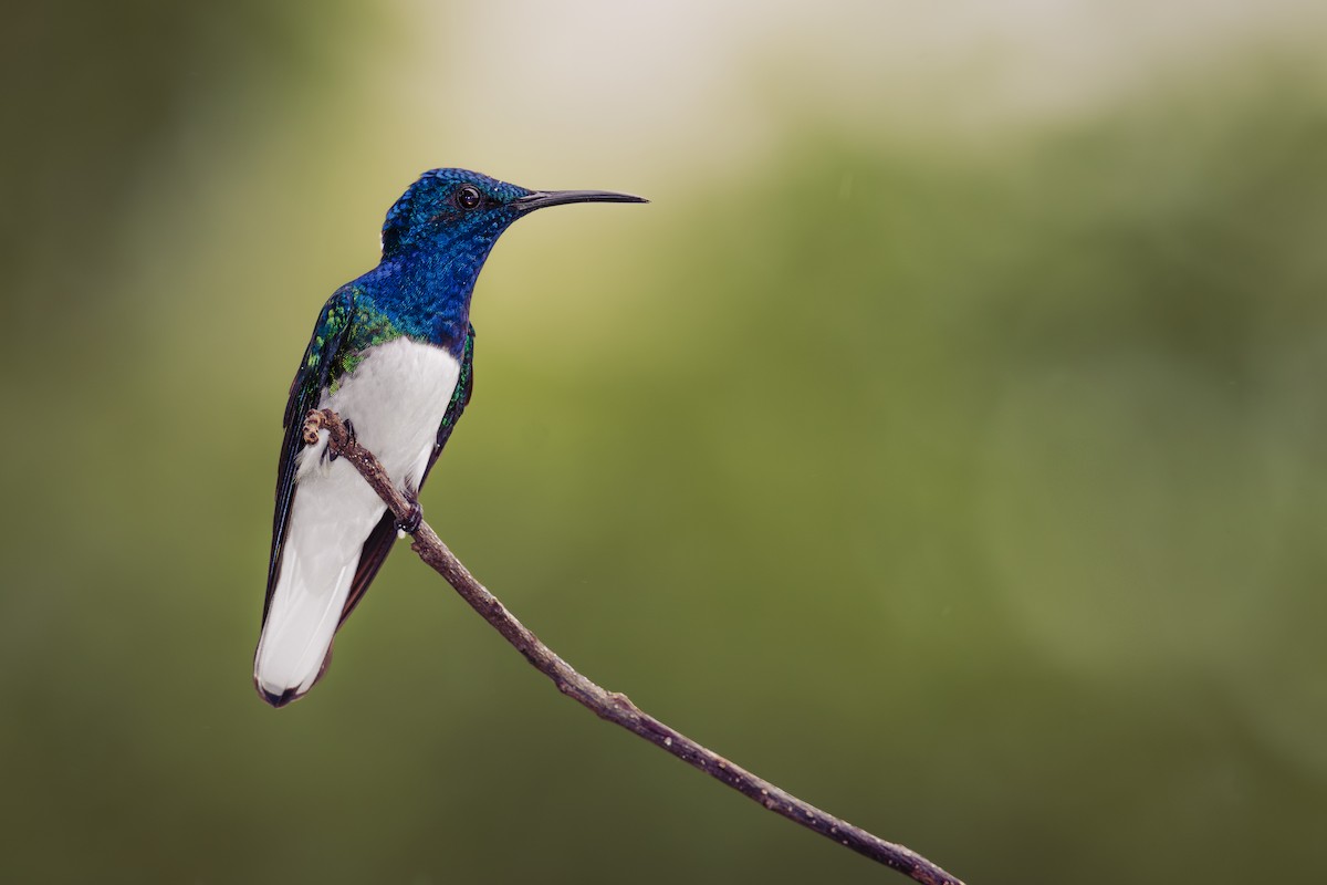White-necked Jacobin - ML620623843