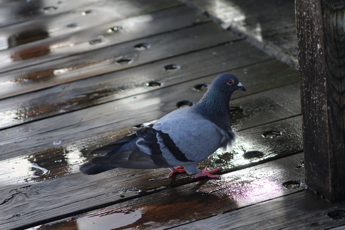 Rock Pigeon (Feral Pigeon) - ML620623846